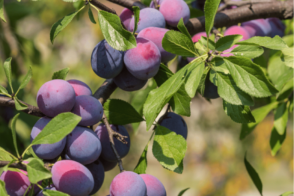 A Spring Guide to Planting Fruit Trees