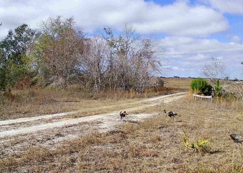 County Road 53 -  Lafayette County Florida | Pioneer Land FL