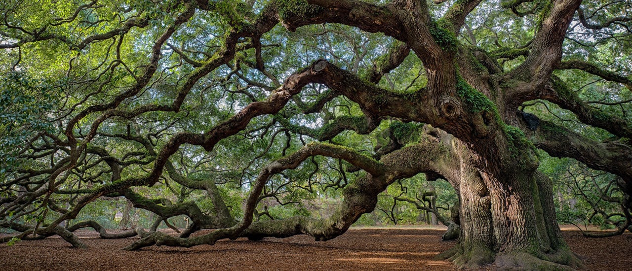 Aripeka tree