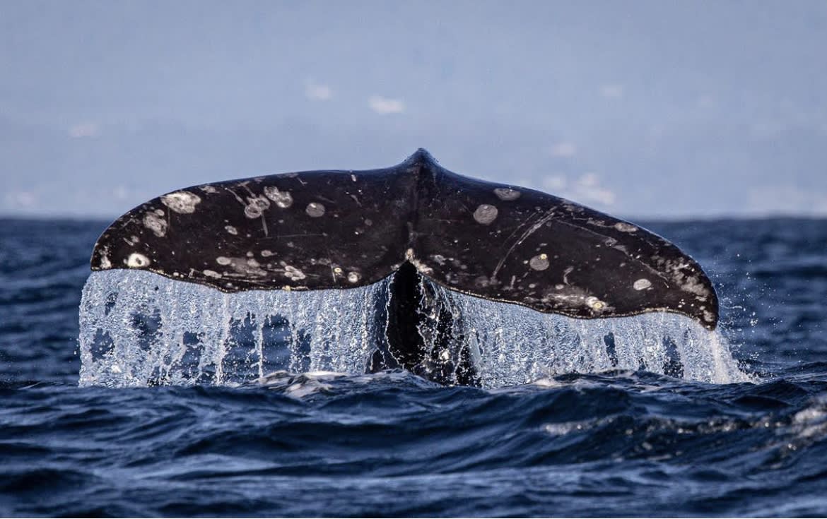 Malibu Gray Whale Migration 