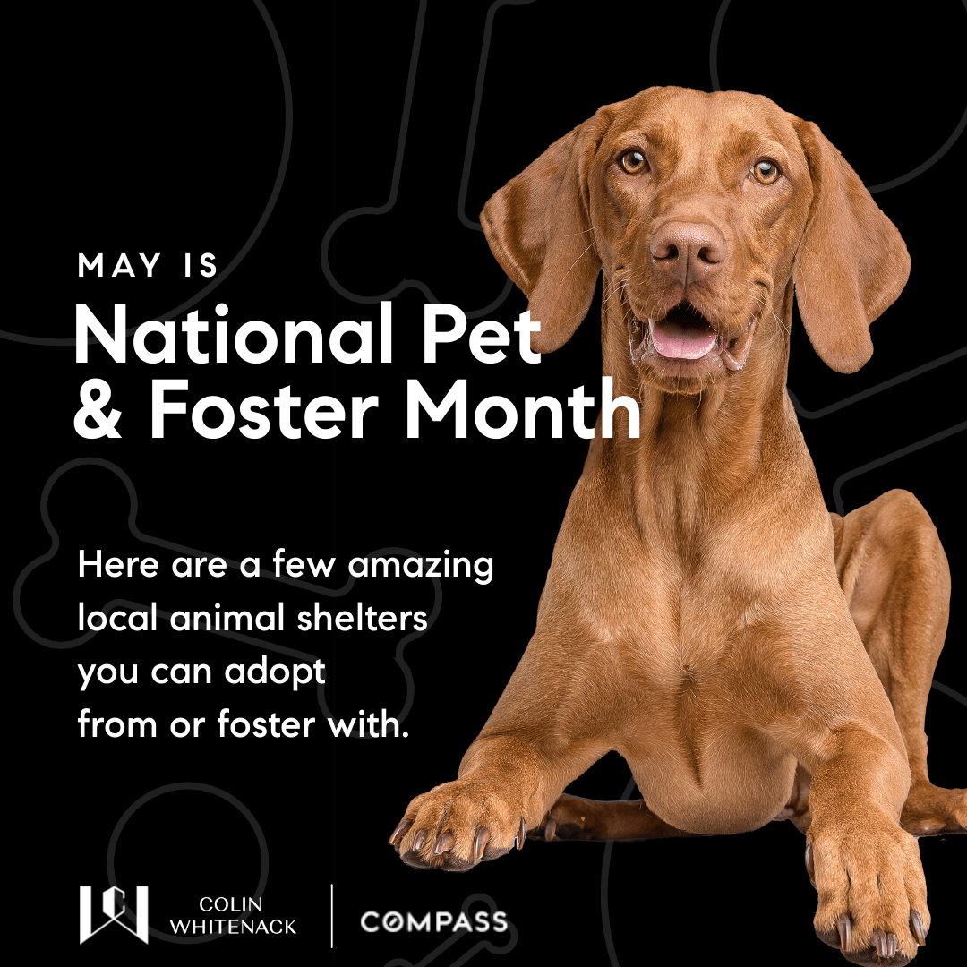 Pets & Foster Month