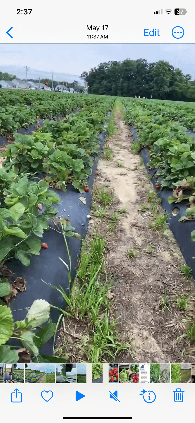 Spring Strawberry Season in North Carolina