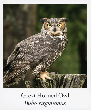 Basics of Birding
