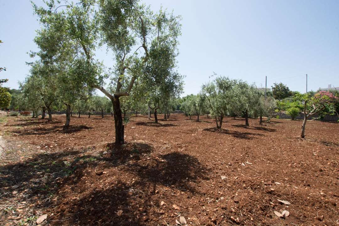 Ostuni Ostuni