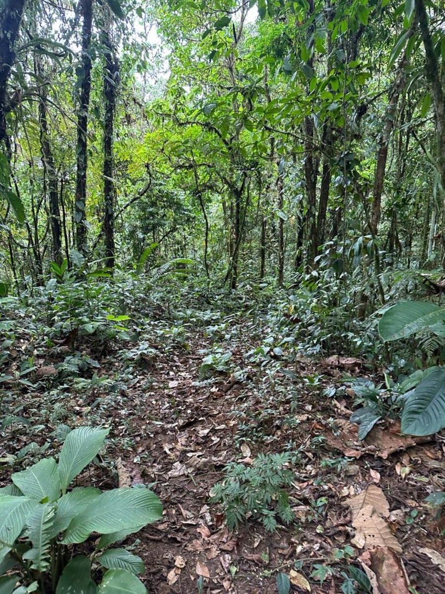 Prestigious Ocean View Development Land, Dominical, Puntarenas