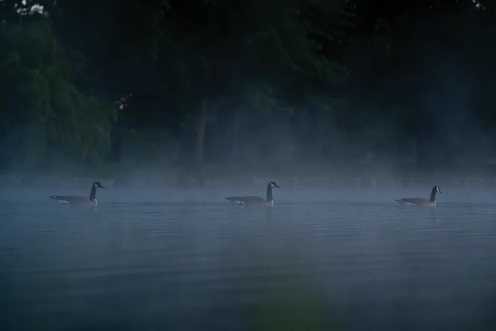As Forest Park turns 150, take a look at a day in the life of St. Louis’ crown jewel