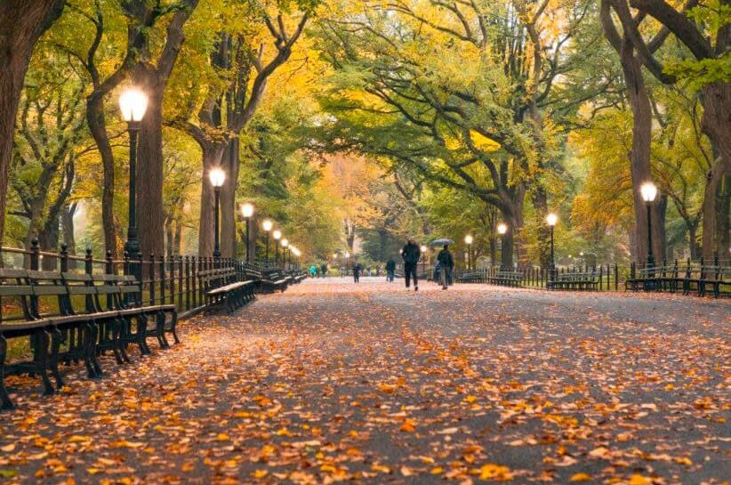 The Market Report - November 2020