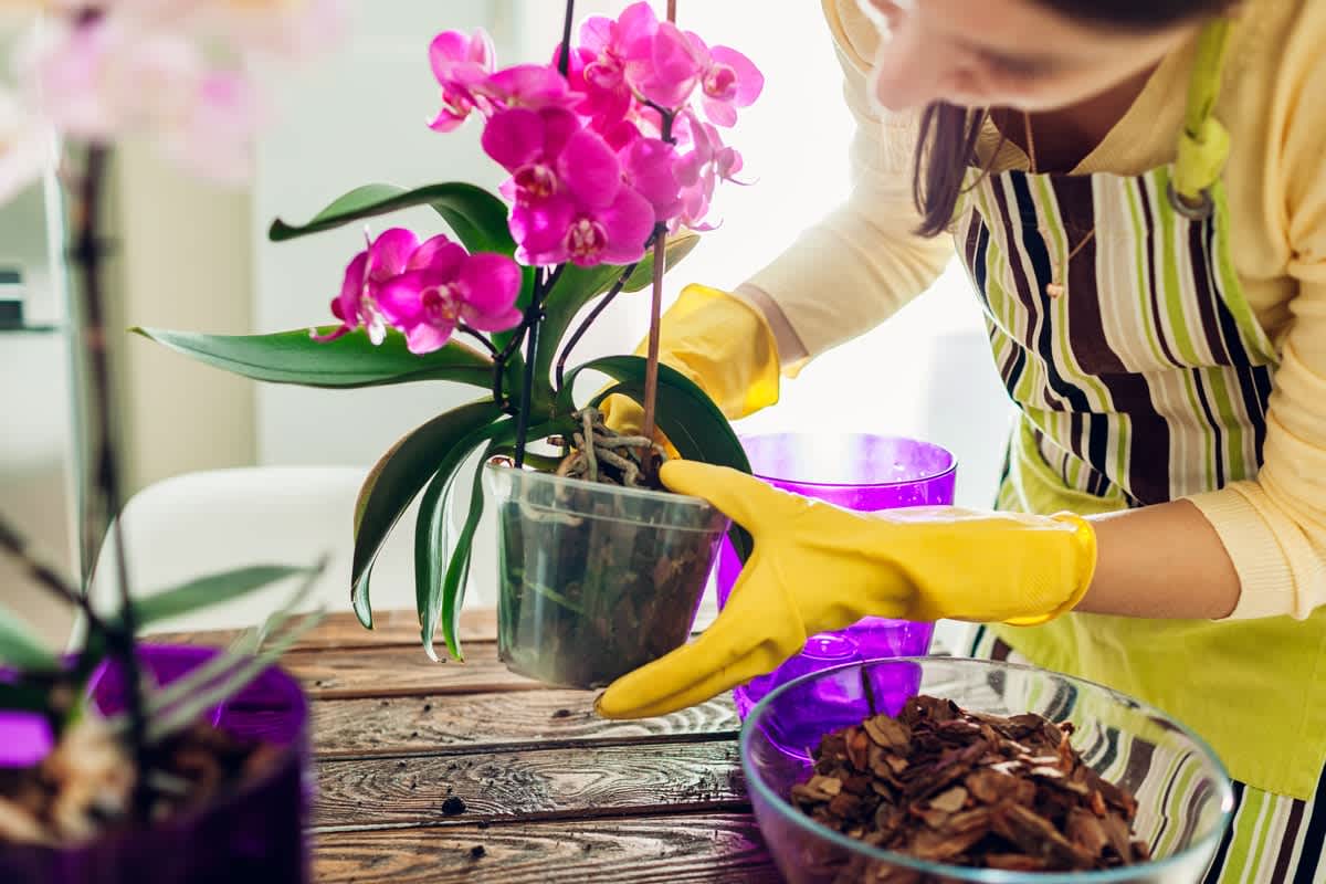 Gardening Myths and Facts Nest Realty - NEST Magazine