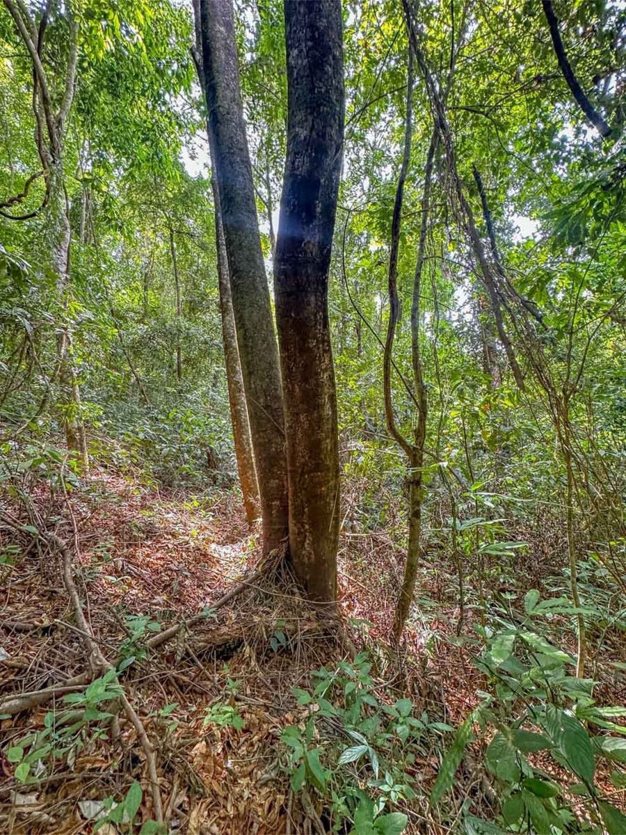 Oceanfront Highway Commercial Land, Ojochal, Puntarenas