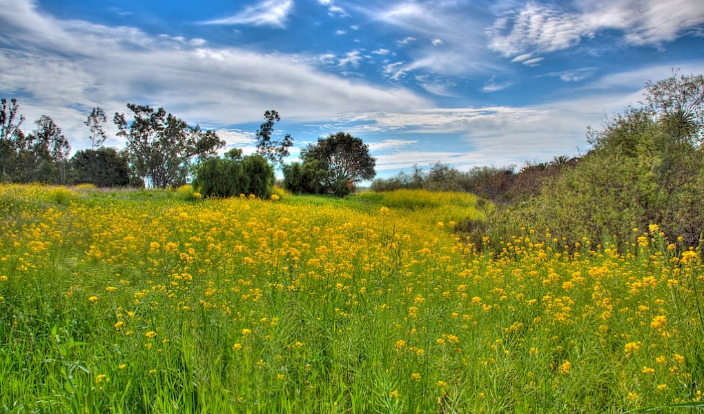 Goleta