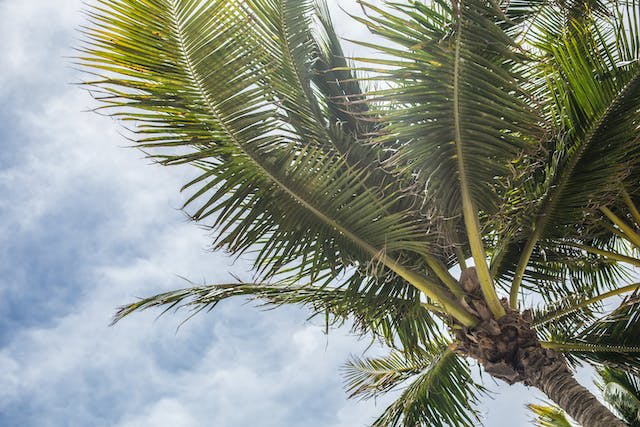 A coconut tree against a blue sky