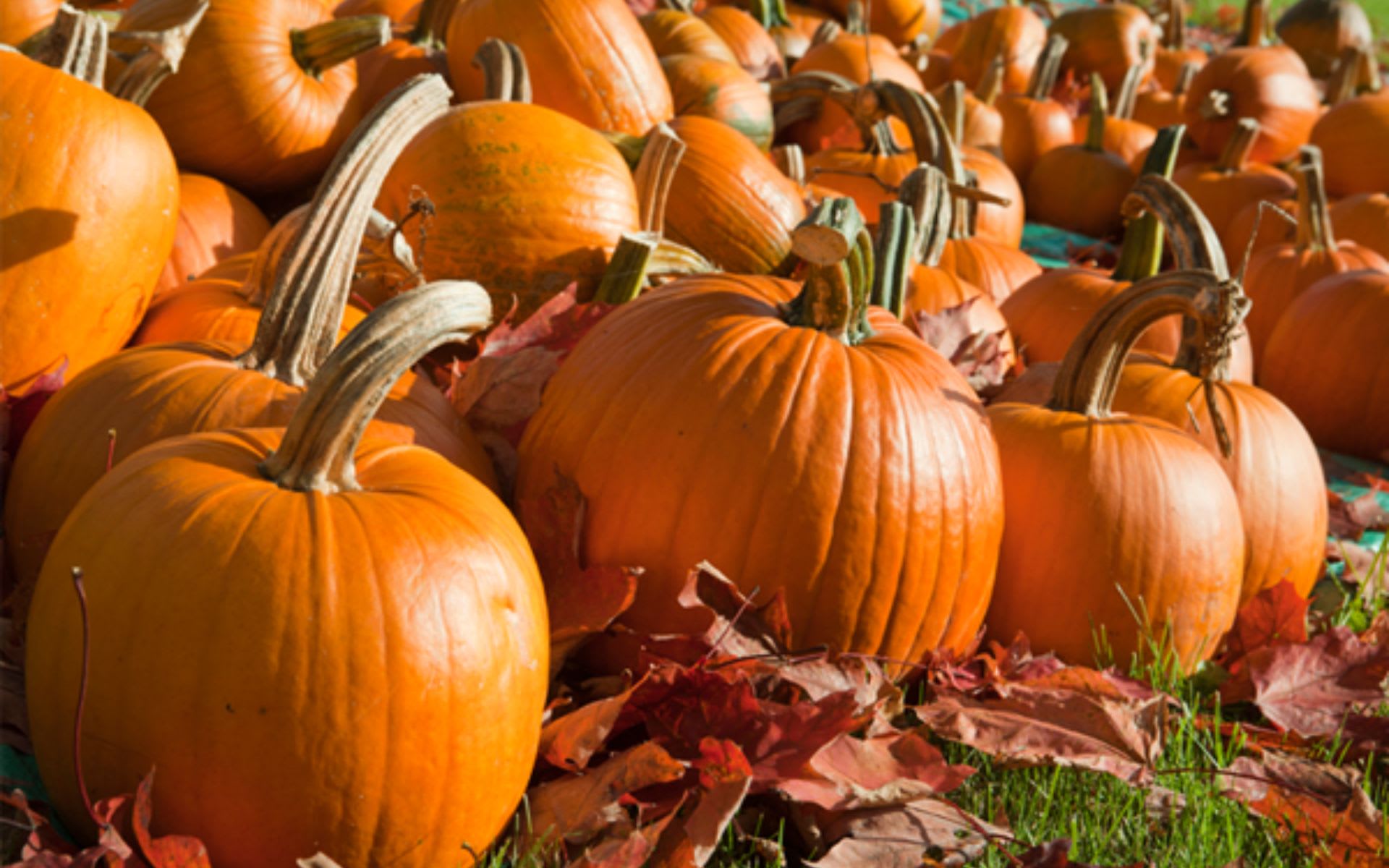 Where to Get Your 'Kins (Pumpkins) This Halloween!