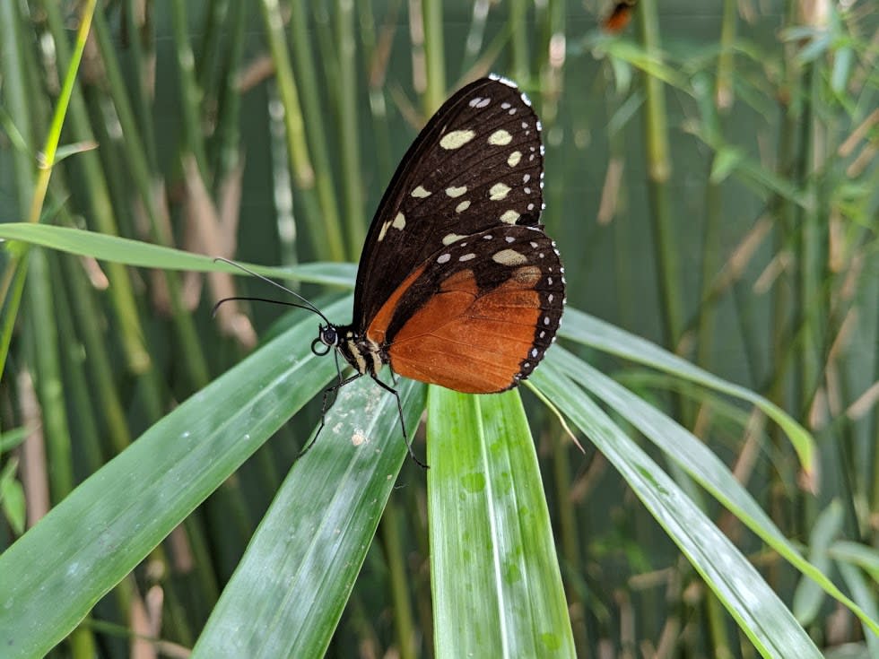 Butterfly Wonderland in Scottsdale: An Attraction for All Ages