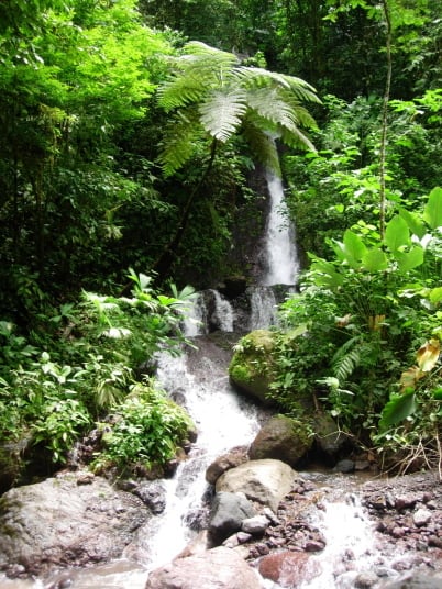Rainforest Nature Reserve, Manuel Antonio, San Jose