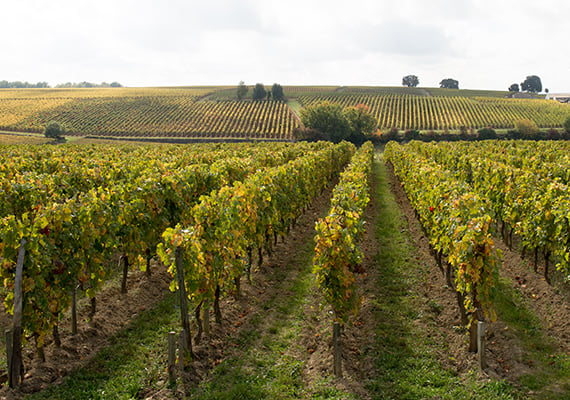 28 Local Wineries to Explore This Fall in the Washington, DC Area