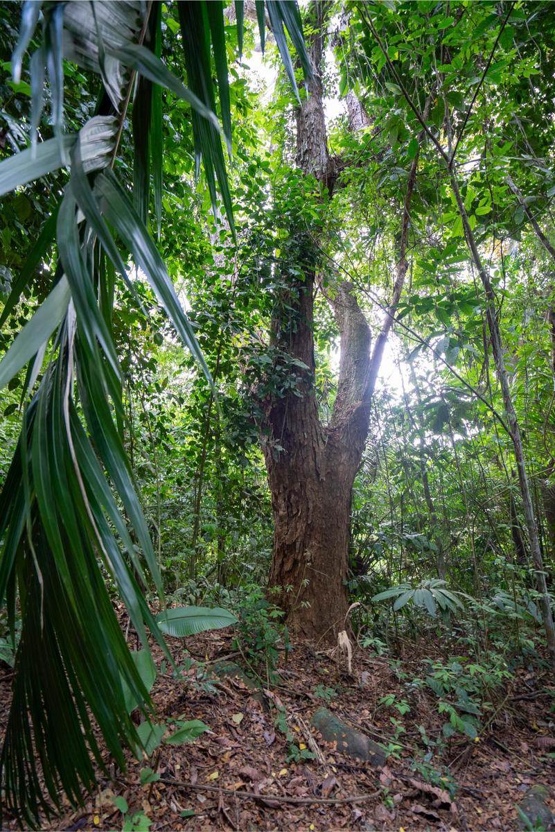 Private Ocean View Development Lot, Dominical, Puntarenas