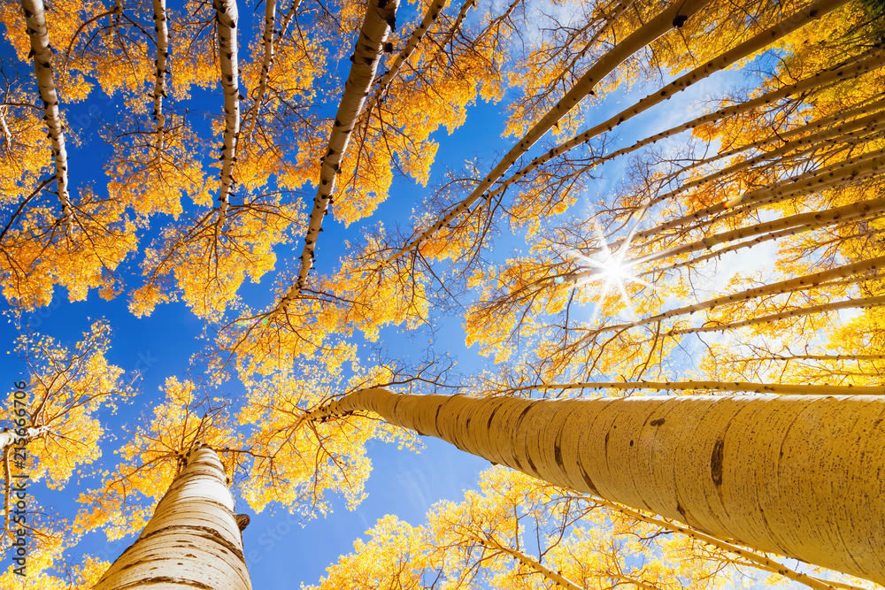 Embracing the Magic of Autumn in Aspen & Snowmass