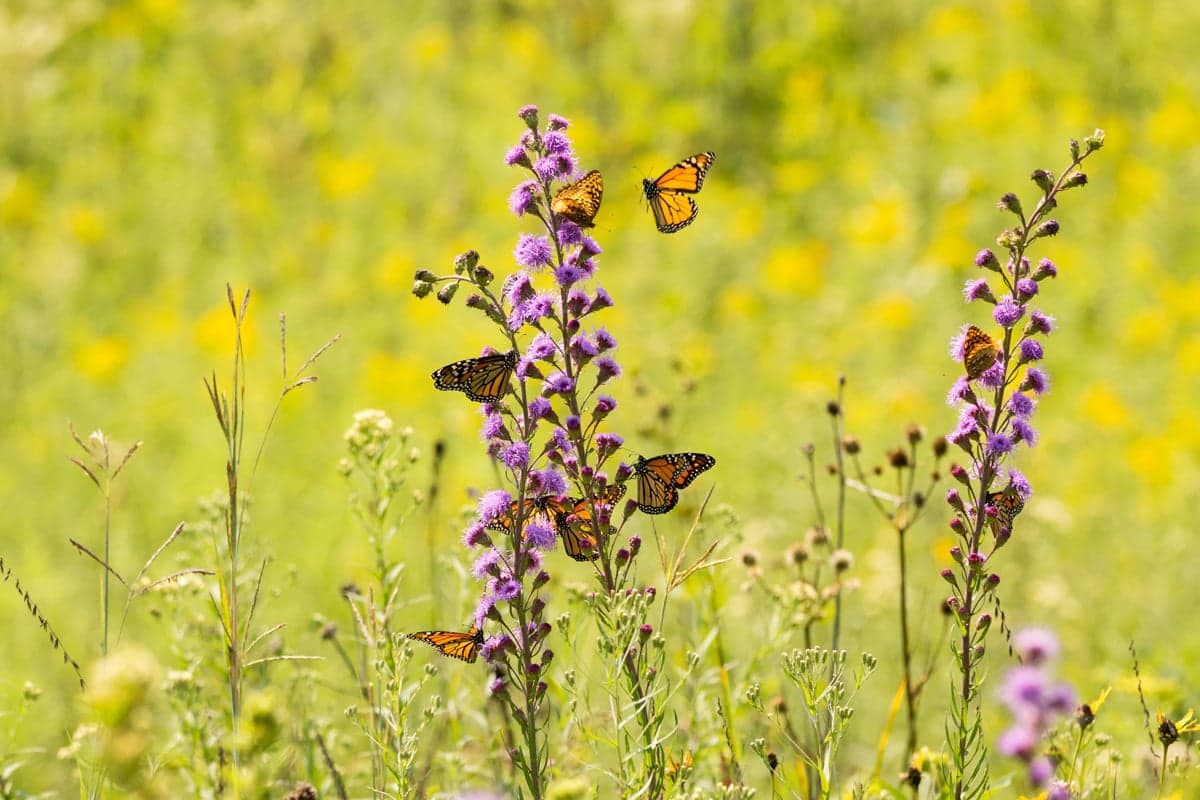 Ask a Nester: Planting Green Ideas