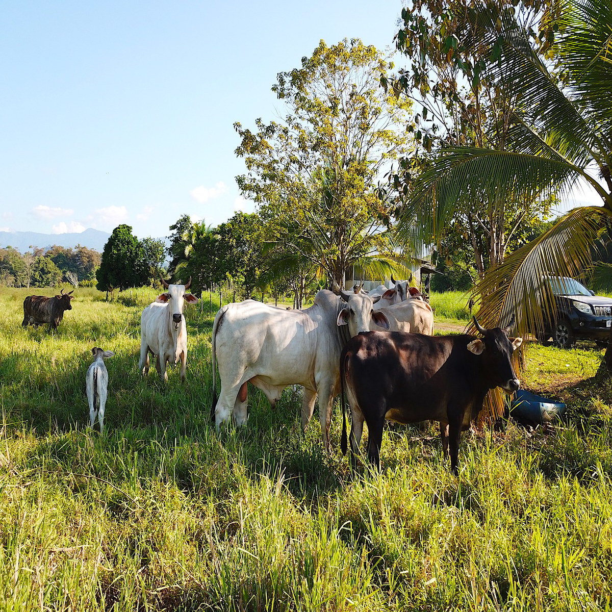 Flat Commercial Development Land, Dominical, Puntarenas