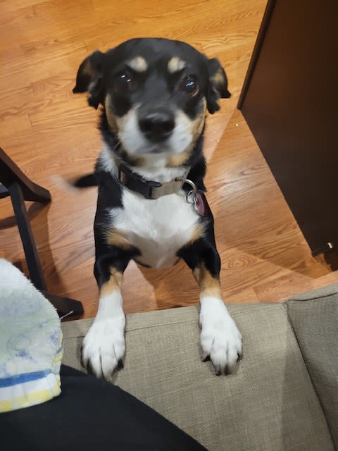 Roxy