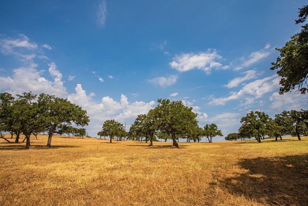Dog Tick Ranch