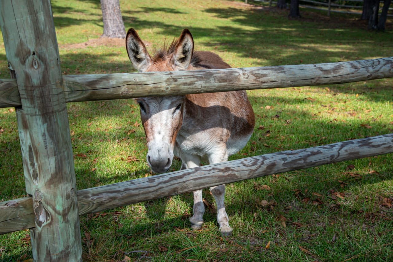 Serene countryside property with a donkey behind a fence in a field.