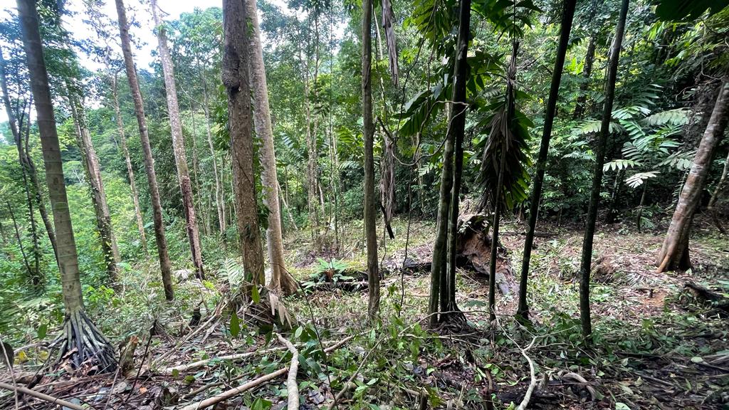 17 Acres of Paradise in Uvita, Jungle and Ocean View. 3 Plus Building Sites 