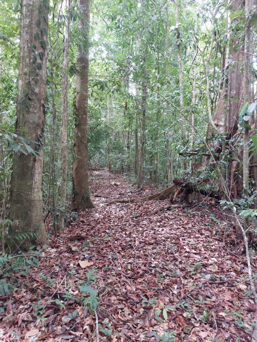 Ocean View Rainforest Acreage, Osa, Puntarenas
