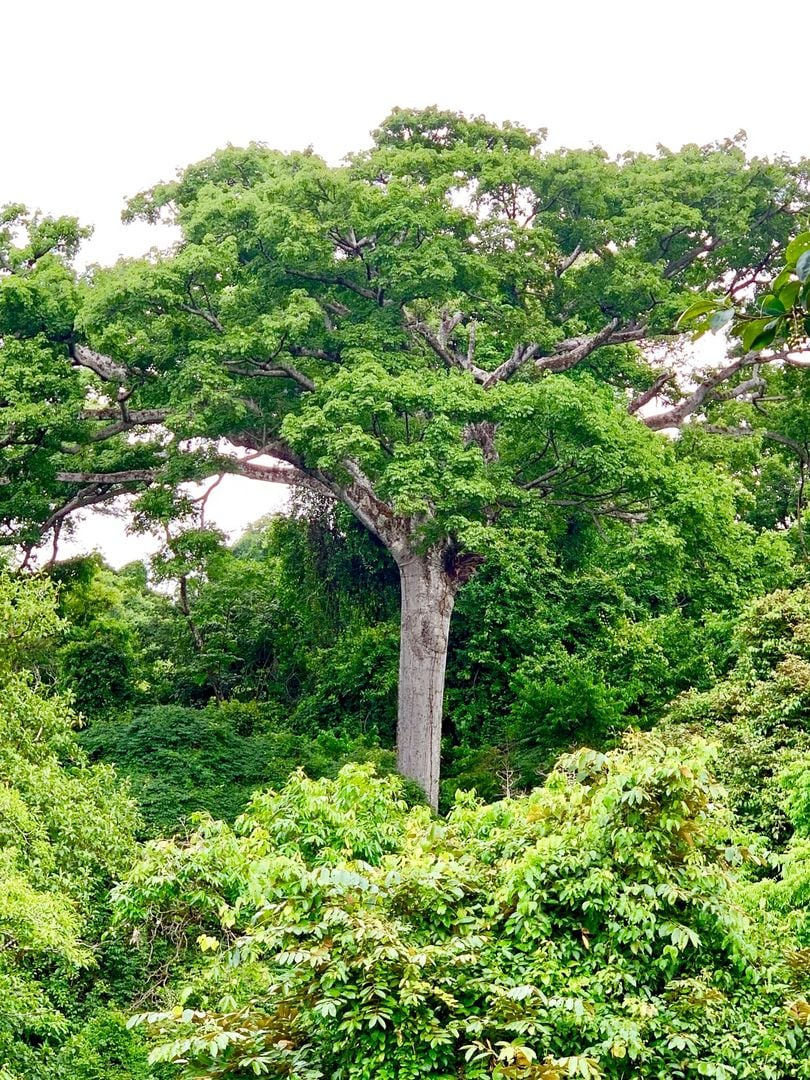 Triple Waterfall Ocean View Land, Dominical, Puntarenas