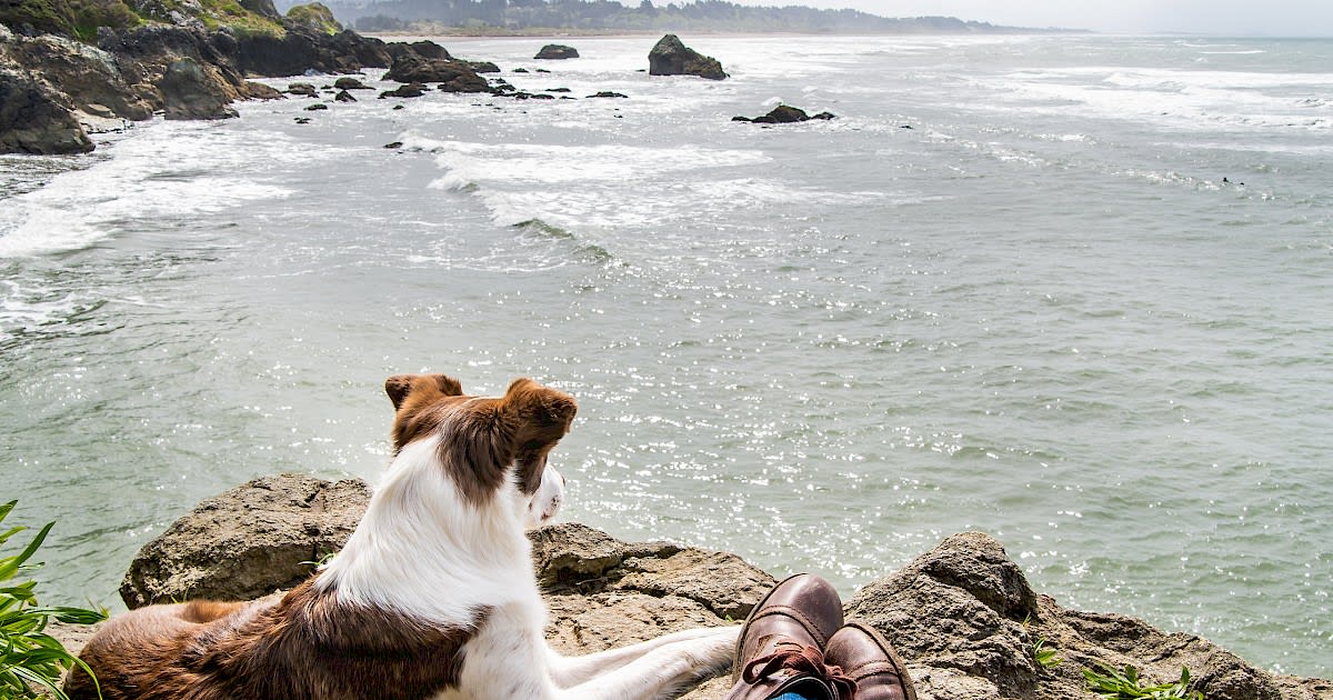 Best Dog Parks in Marin County