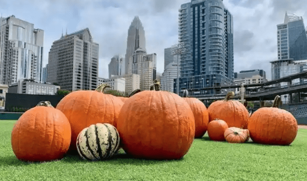 Pumpkin Patches Around the Charlotte Area