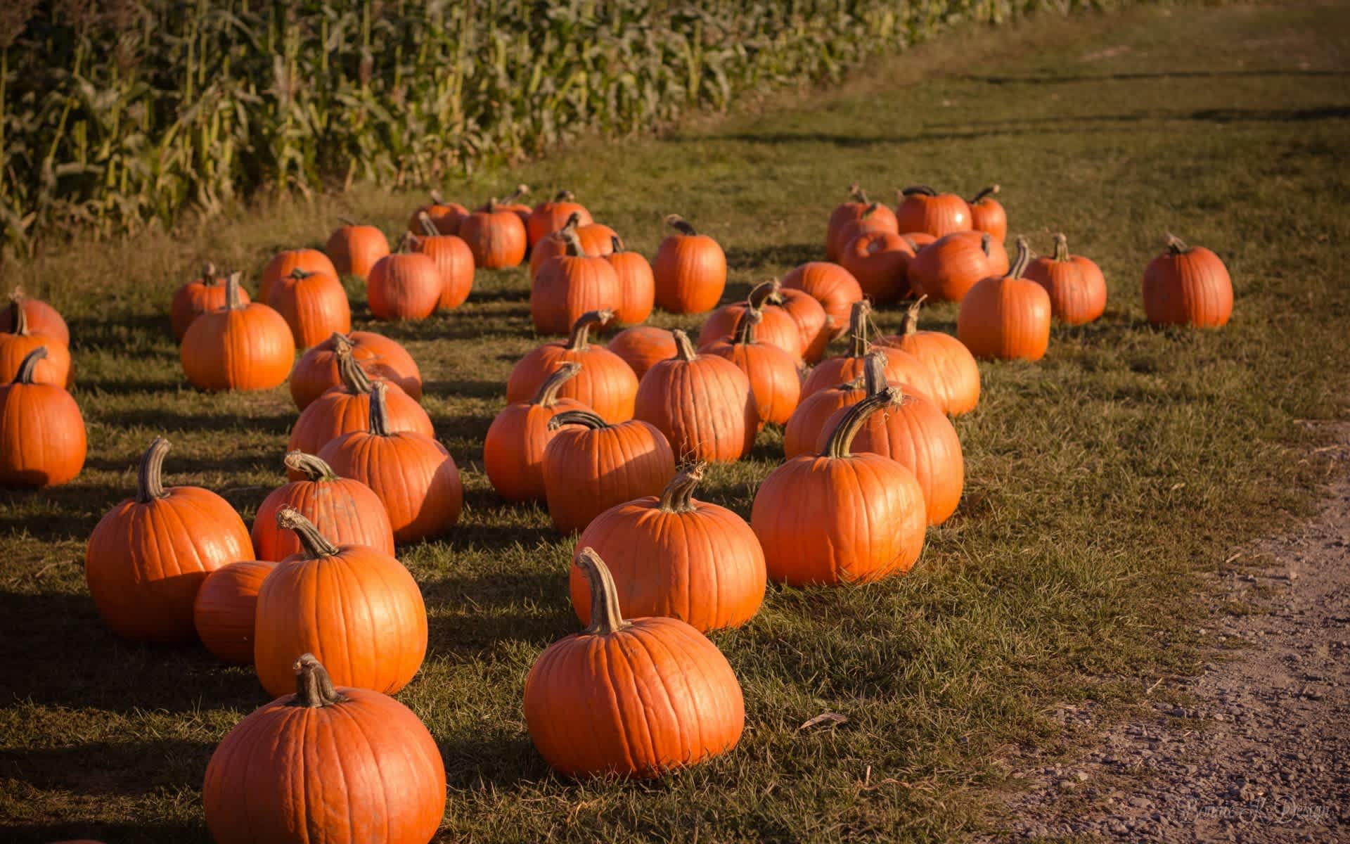 Things to Do For Halloween In Jupiter and The Palm Beaches
