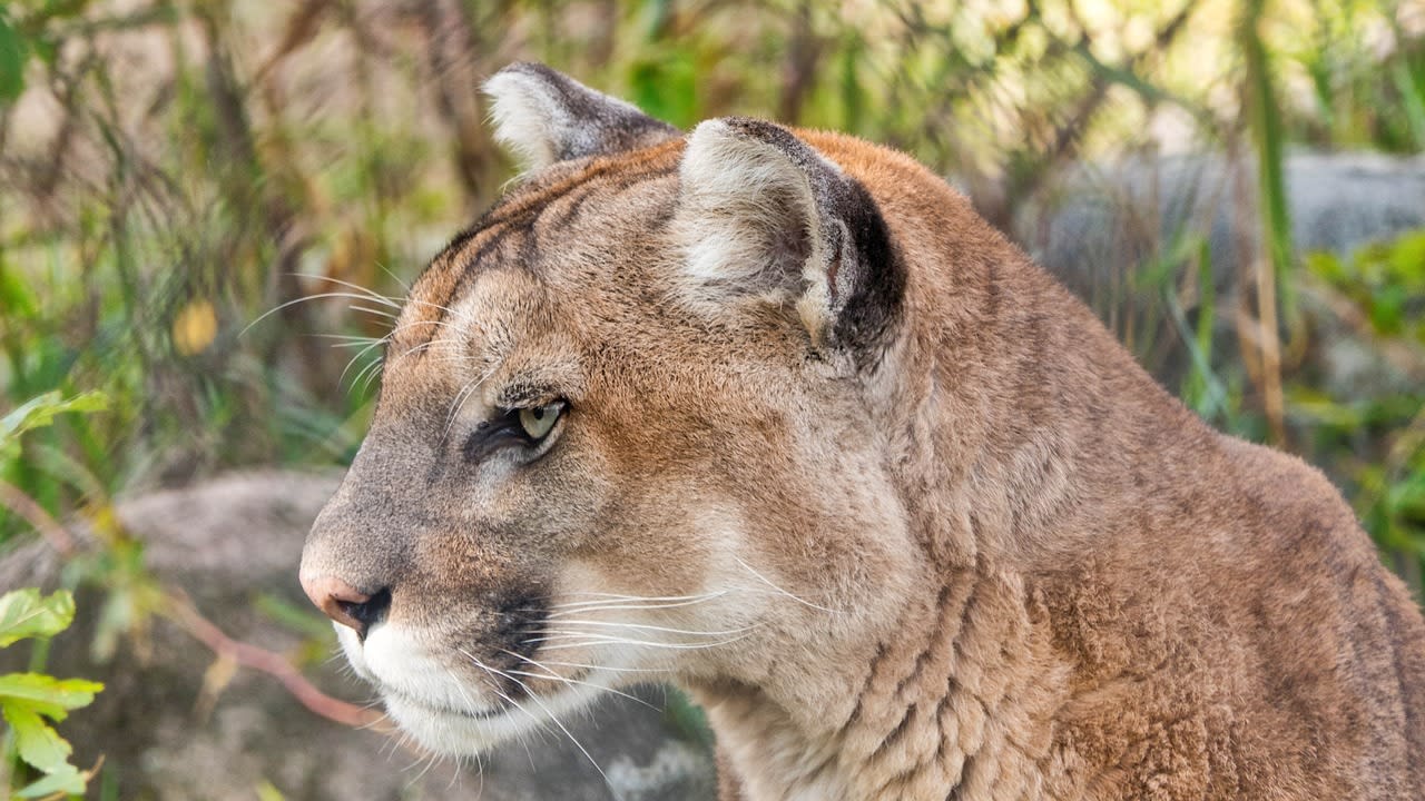  Living with Mountain Lions in Marin County: Tips from a Bay Area Puma Project Wildlife Ecologist