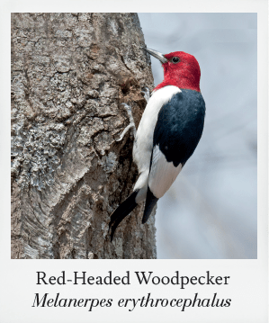 Basics of Birding