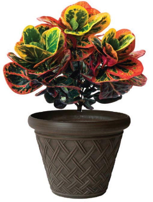 Curb Appeal: Creole Cottage