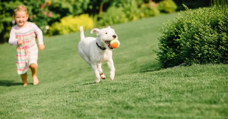 Artificial Grass as an Eco Friendly Lawn Alternative