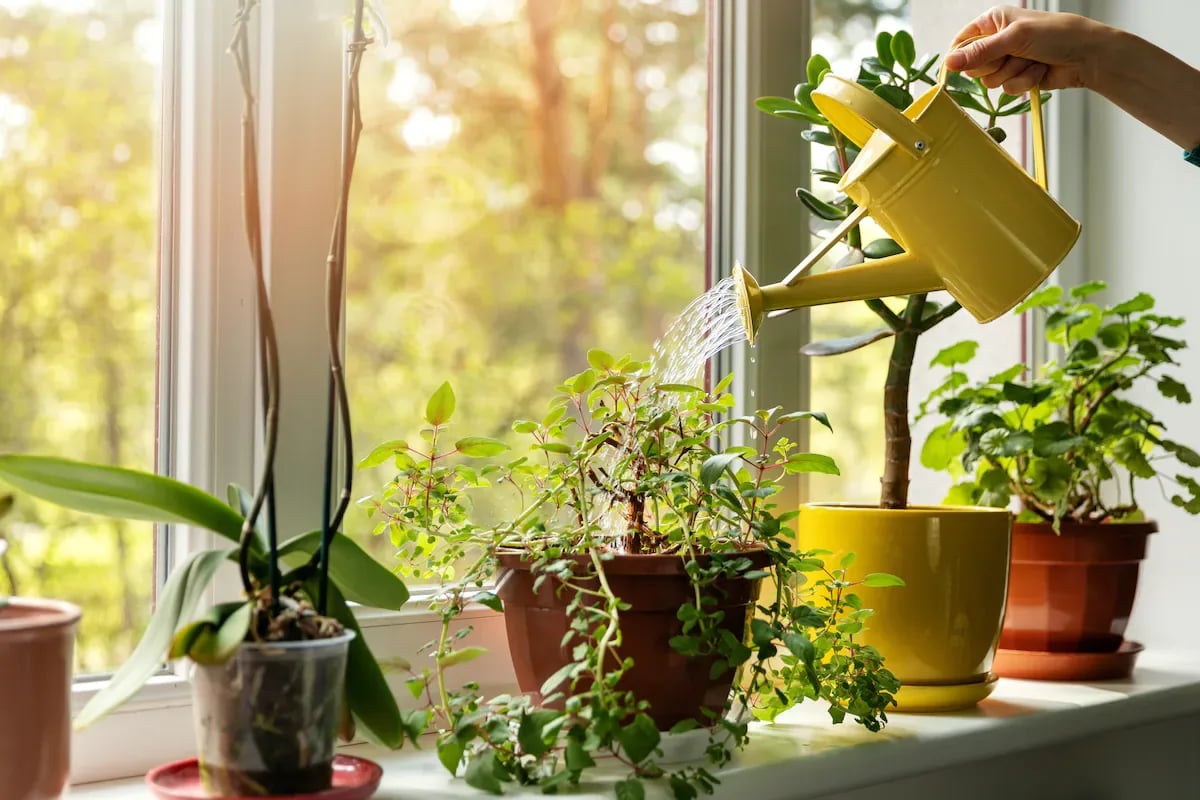 How To Care For Houseplants During A Heat Wave