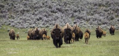 National Geographic and Yellowstone National Park