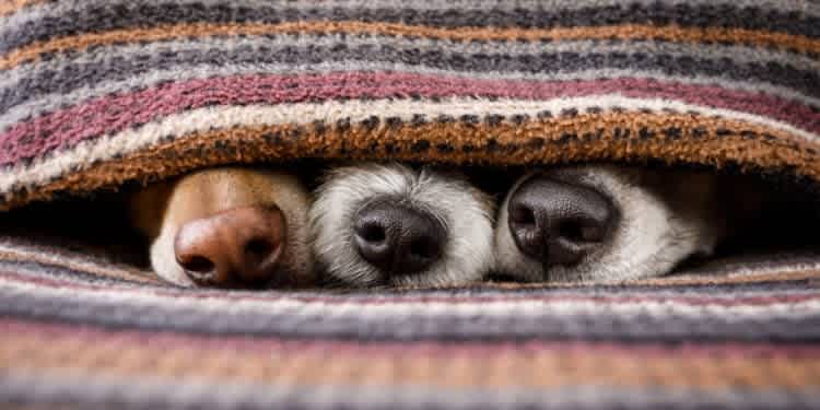 Cozy Pets!