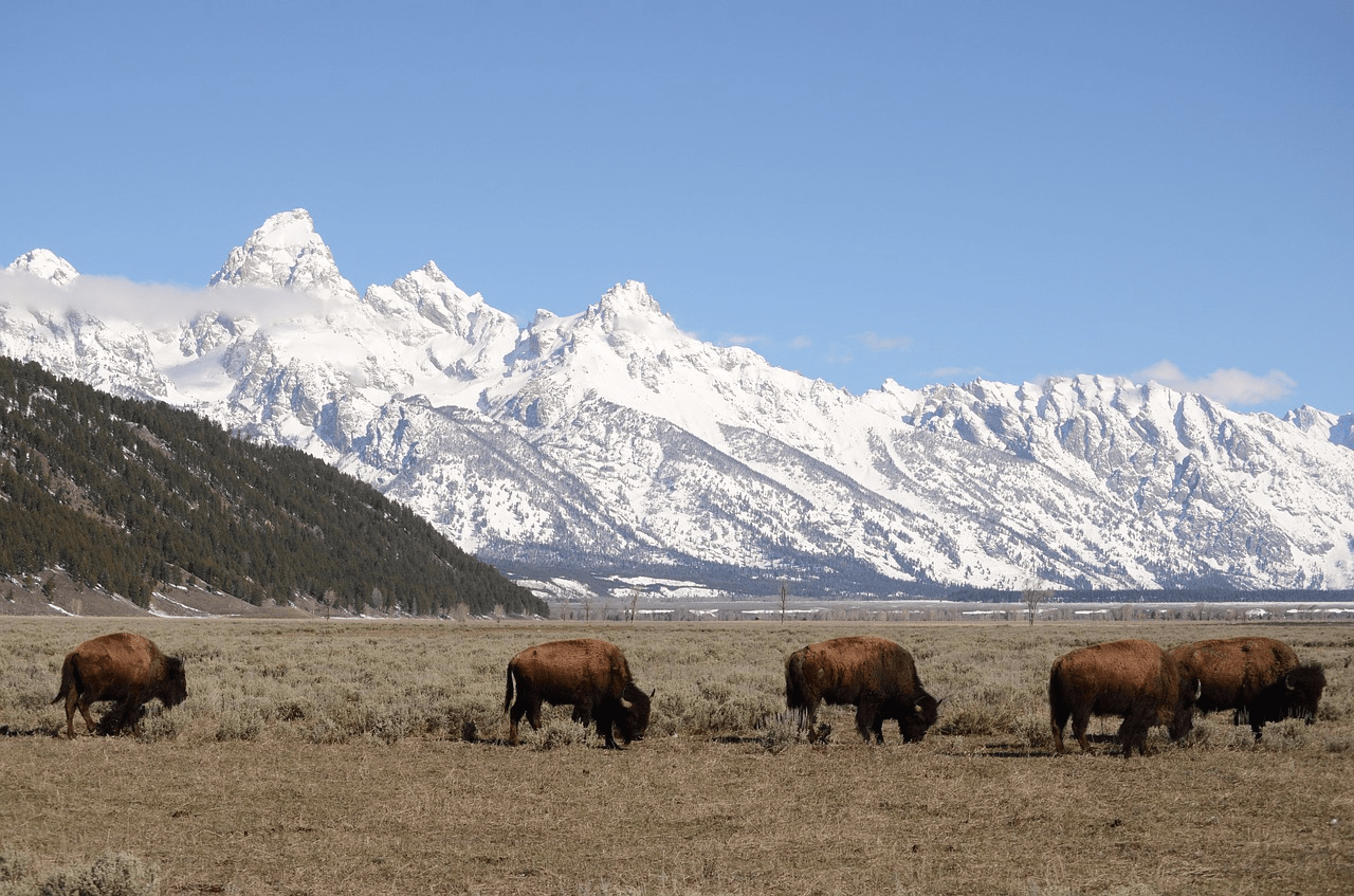 16 Historical Facts About Jackson Hole