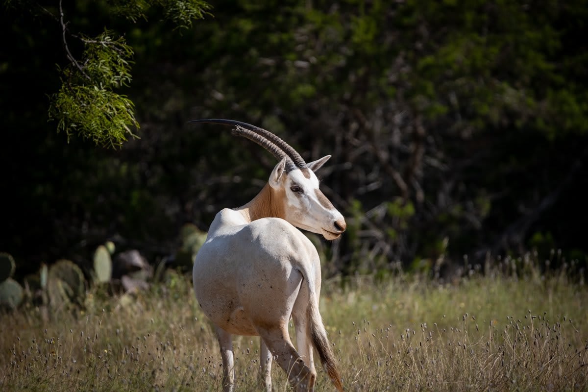 Packsaddle Ranch