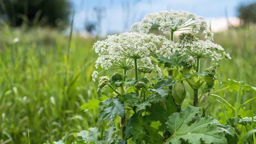 Beware of Giant Hogweed: A Dangerous Plant That Can Cause Severe Burns and Blisters