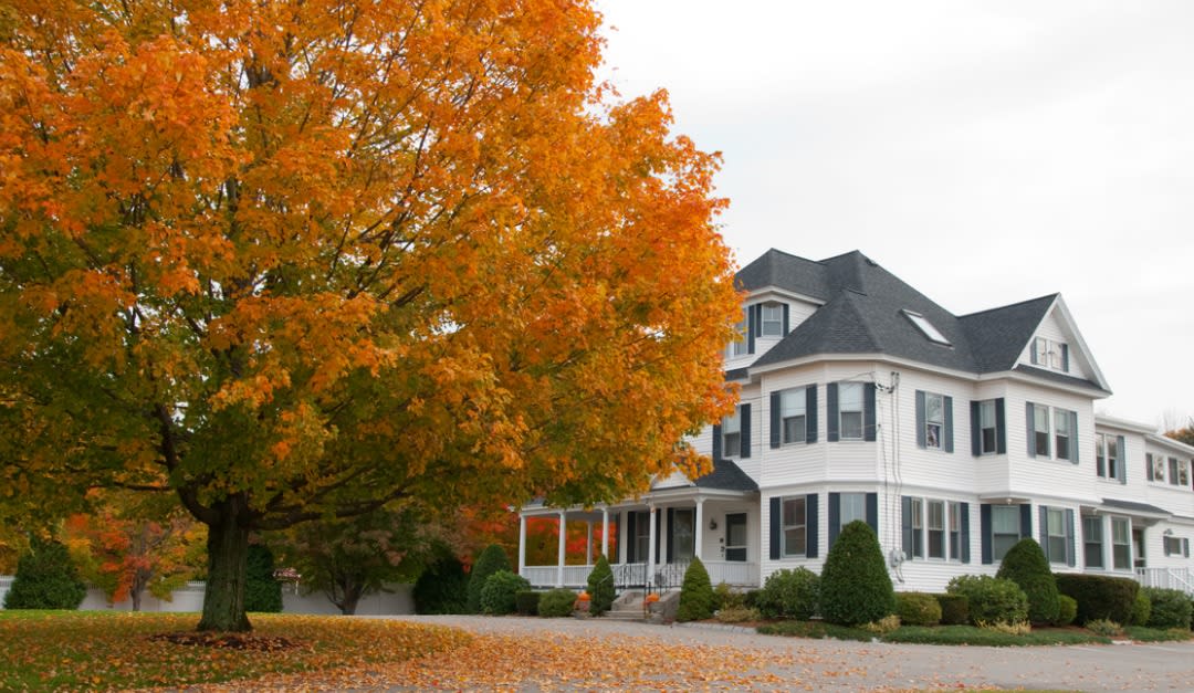 Add Fall Curb Appeal With the Best Trees for Foliage