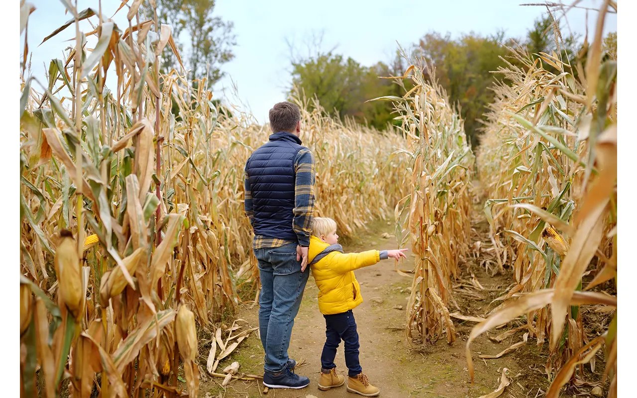 Cider & Corn Mazes: Fall Festivals to Enjoy