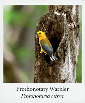 Basics of Birding