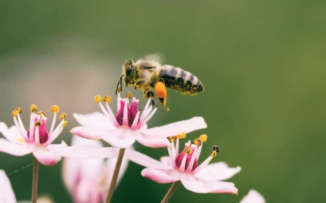 Can Bees Help Save the World?