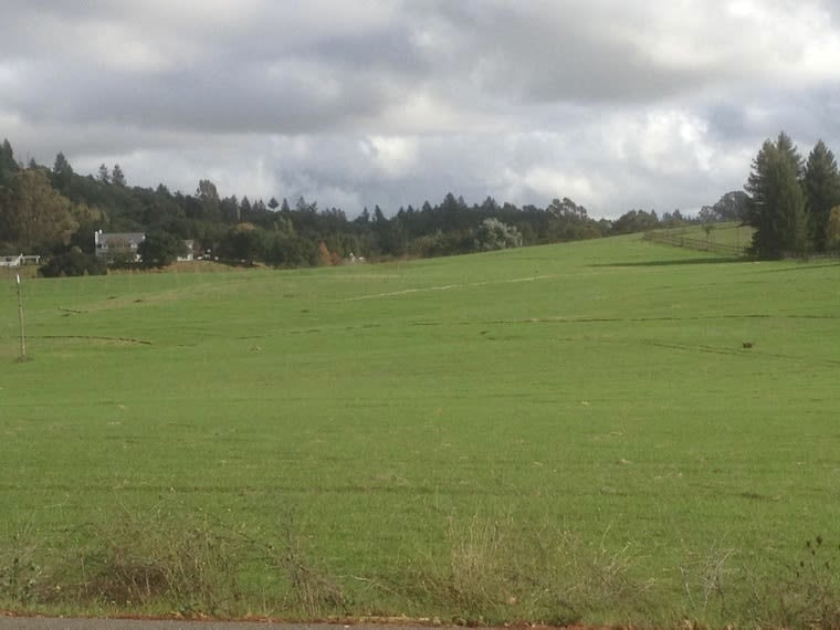 V Sattui Pinot Noir Vineyard Forestville