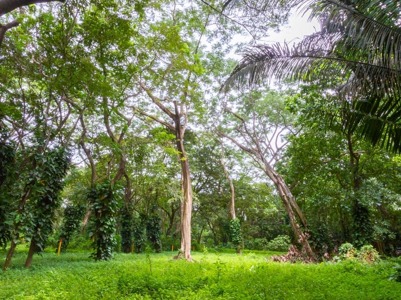 1 Acre Jungle Property