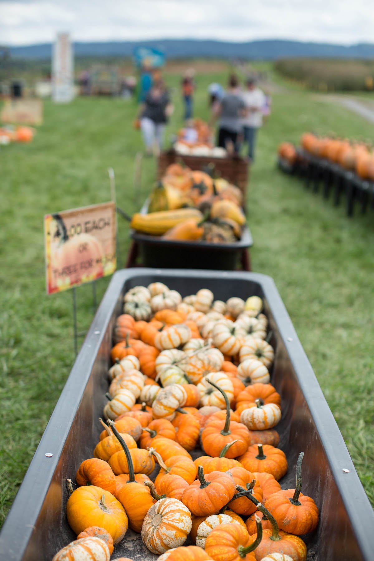 SinklandFarms-PumpkinFestival-Nest