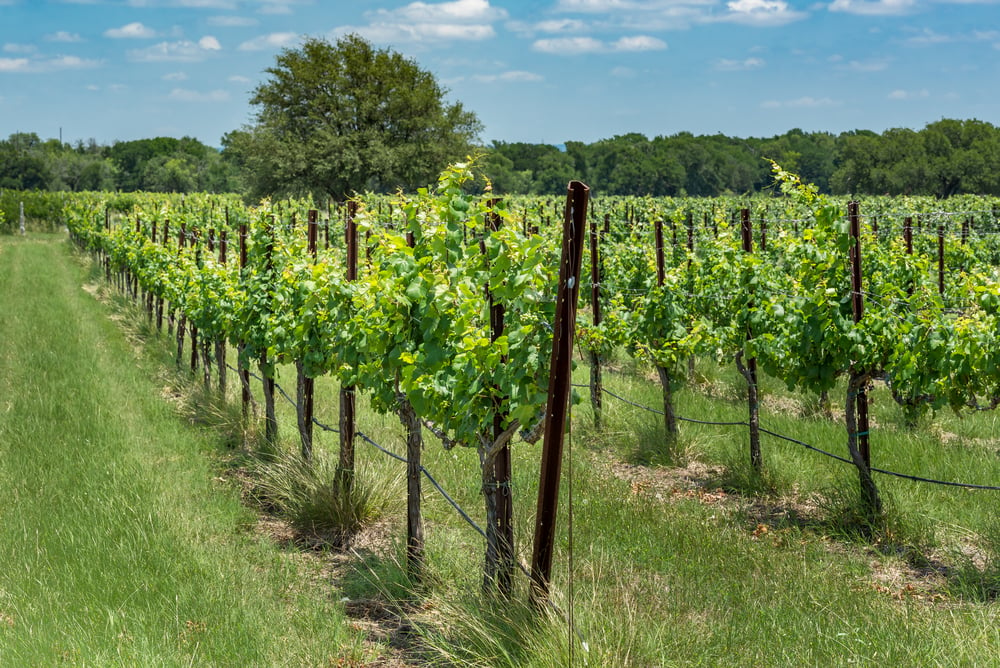 Hill Country Wine Trail Spotlight